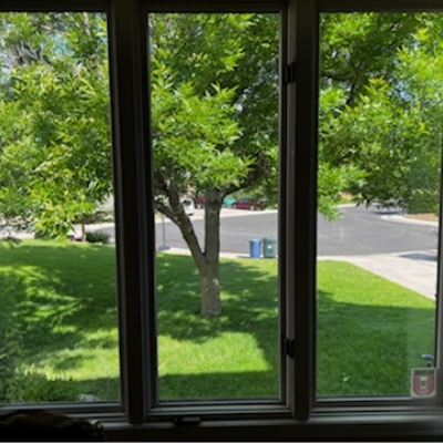 Interior-wood-window-with-tree